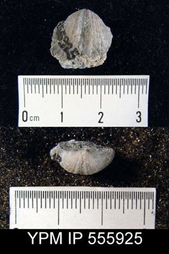 Spirifer keokuk