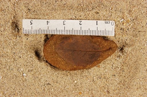 Populus kansaseana