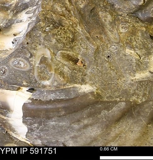 Serpulidae