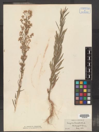 Conyza canadensis