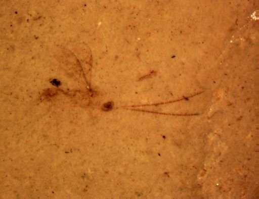 undet. Ichneumonoidea