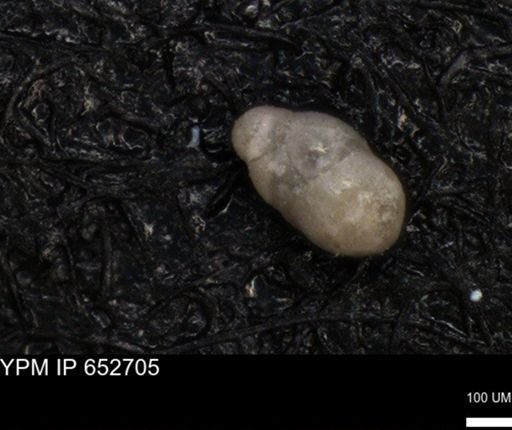 undet. Foraminiferida