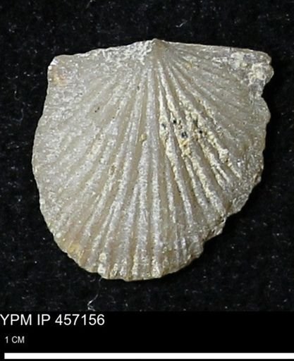 Stropheodonta sp.