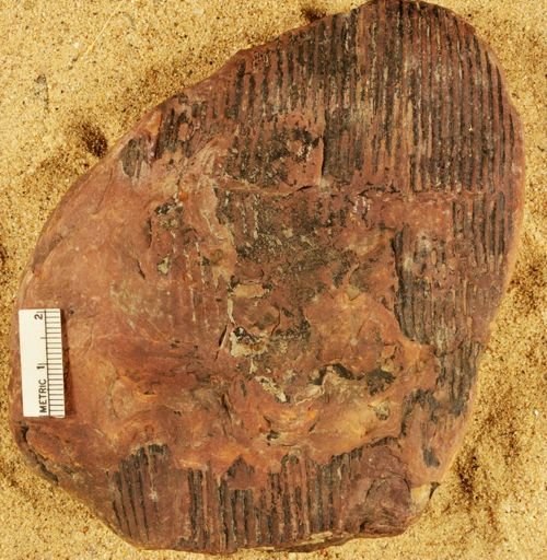 Calamites