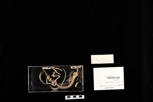 Varanus salvator