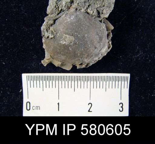 Dalmanella subaequata?