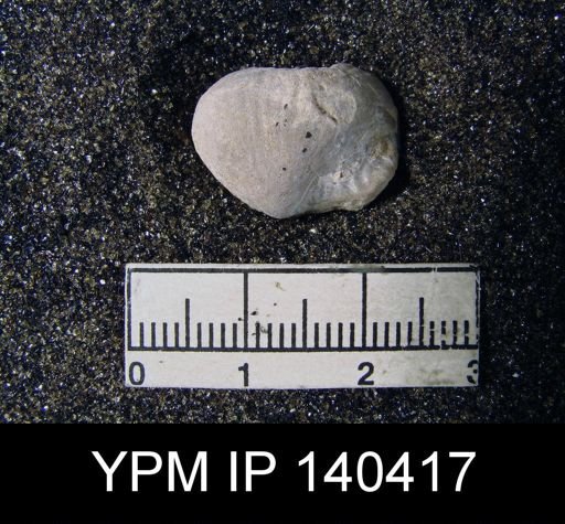 Productus (Paramarginifera) tumidus