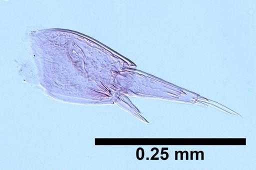 Hyalella cf. azteca