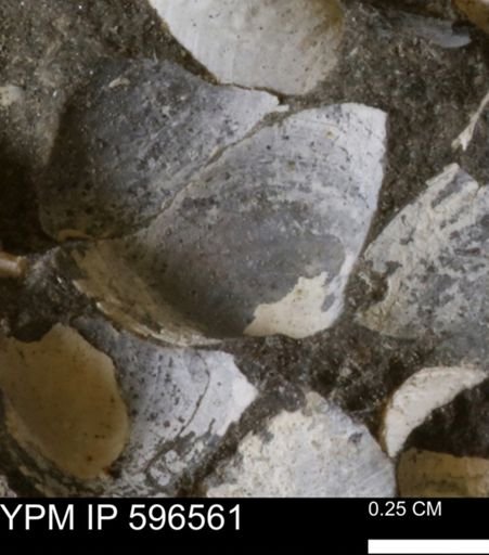 Limopsis striatopunctatus