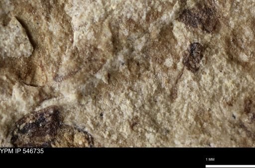 undet. Insecta