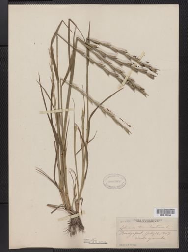 Lolium temulentum