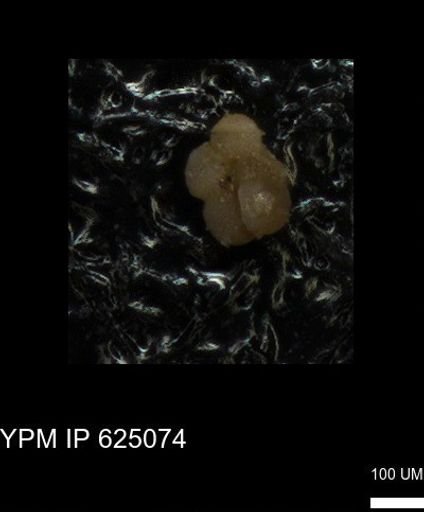 undet. Foraminiferida
