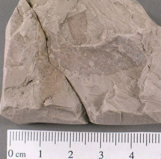 Planera knowltoniana