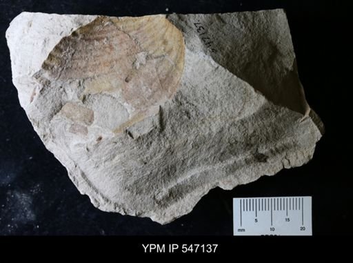 Inoceramus sp.