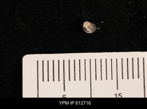 Protocardia sp.