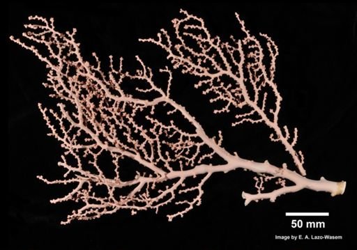 Paragorgia coralloides