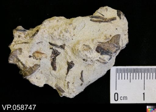 undet. Actinopterygii