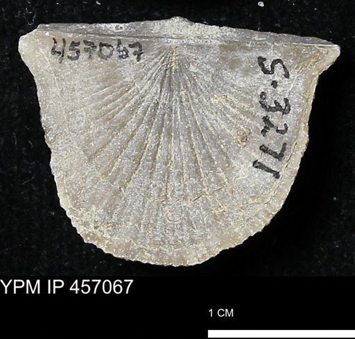 Stropheodonta sp.