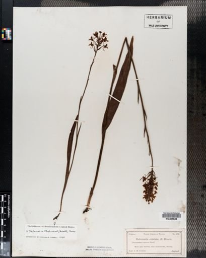 Plantae