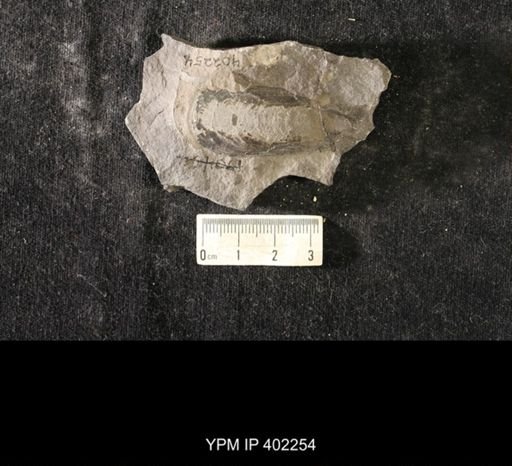 Lingula nympha