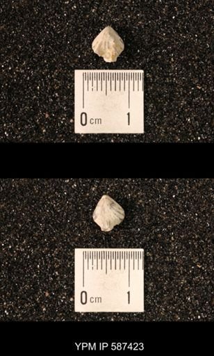 Camarotoechia whitei