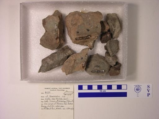 cf. Semionotus