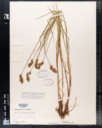 Carex scoparia