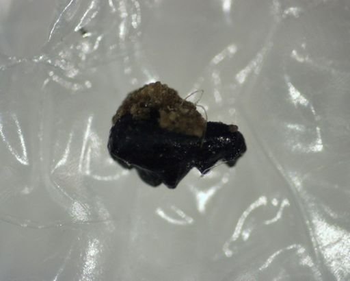 Eucosmodon?
