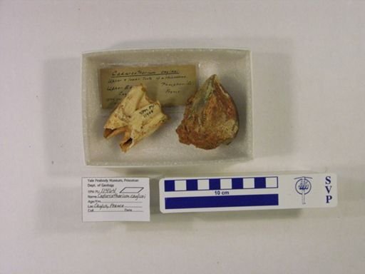 Cadurcotherium cayluxi