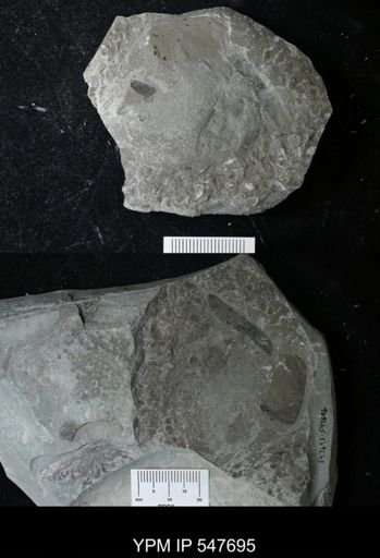 undet. Eurypterida