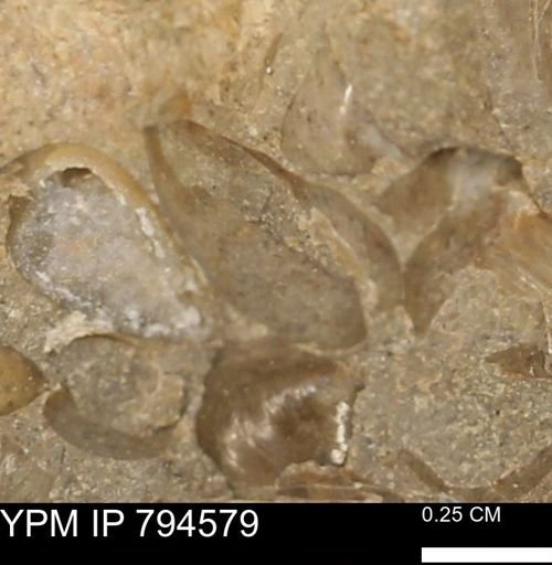 Protocardia subquadrata