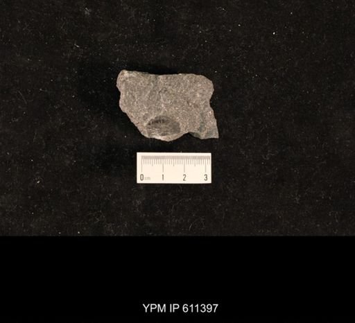 Monticulipora sp.