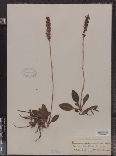 Peramium pubescens