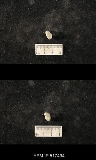 Cyclonema sp.