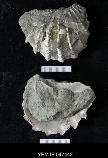 Pterotrigonia sp.