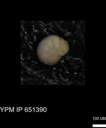 undet. Foraminiferida