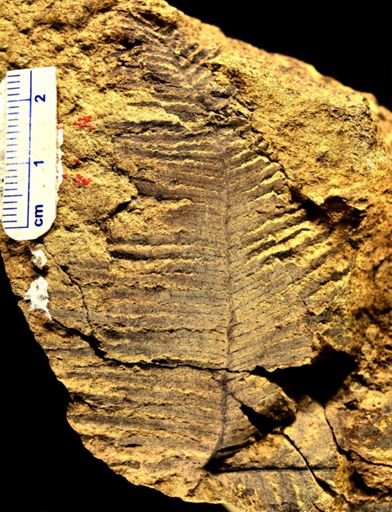 Microphyllopteris delicata