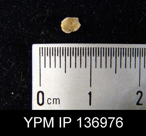 Protorthis?