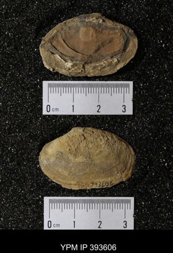 Ostrea glabra
