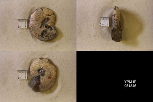 Hoploscaphites nicolletii