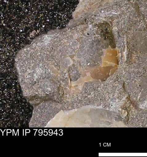 undet. Bivalvia