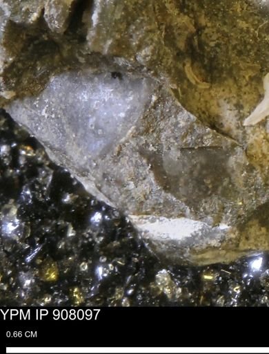 undet. Mollusca
