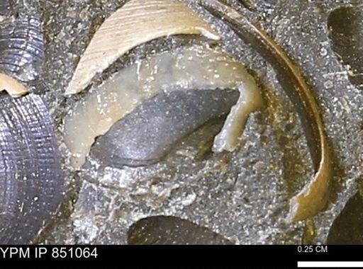 Limopsis striatopunctatus