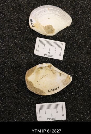 Tancredia americana