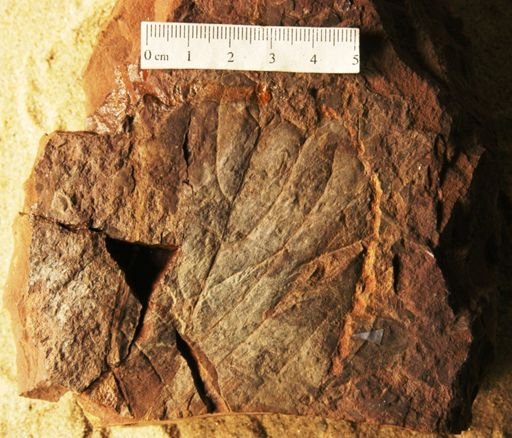 Celastrus taurinensis