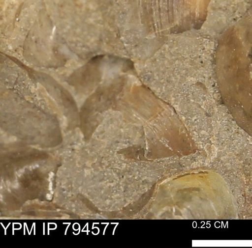 Protocardia subquadrata