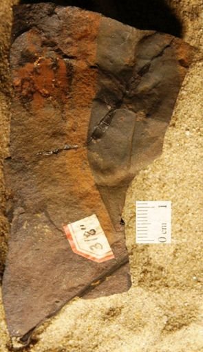 Guatteria cretacea