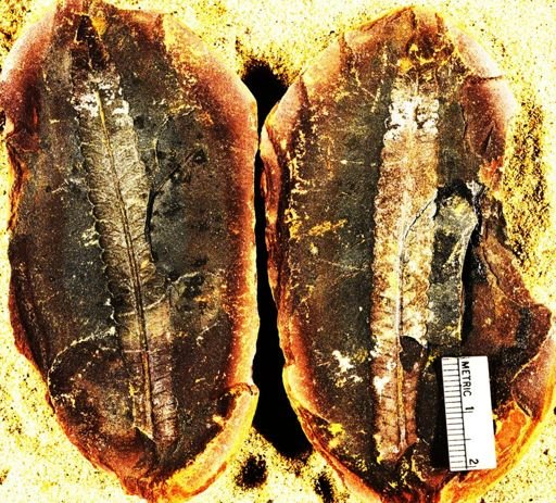 Pecopteris