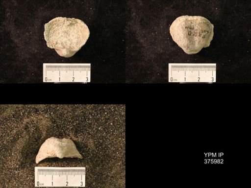 Pustula nebrascensis