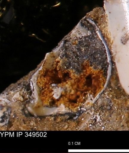 undet. Mollusca